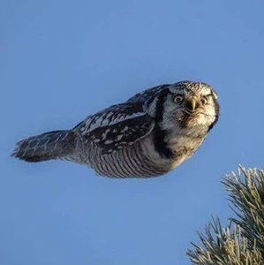 Meet your Posher, Randall